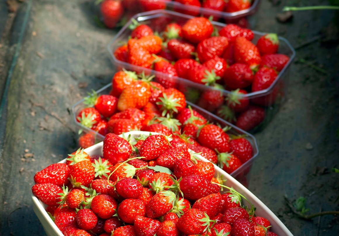 Barquettes des fraises de Plougastel-Daoulas