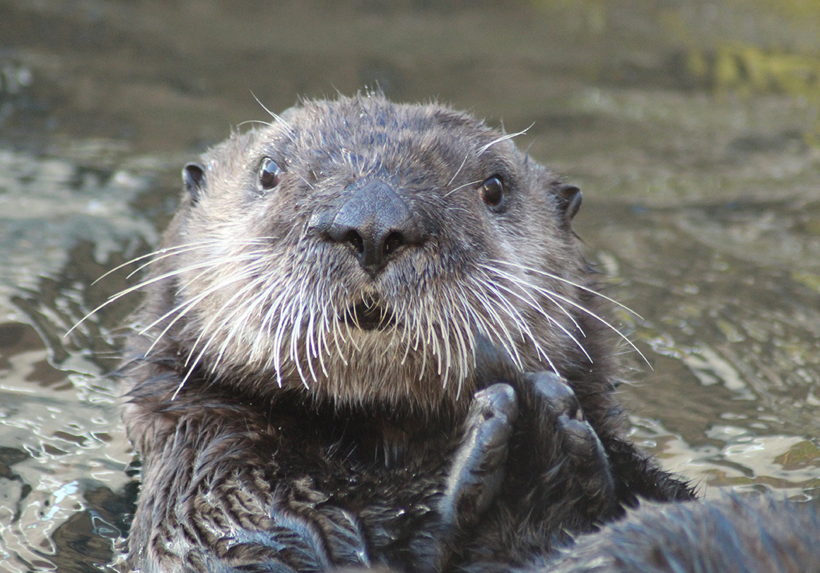Close-up of the sea otter at Océanopolis