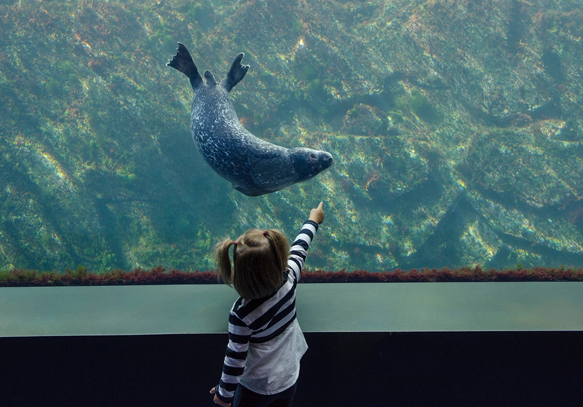 Admirer les phoques veau-marin à travers les majestueux aquariums