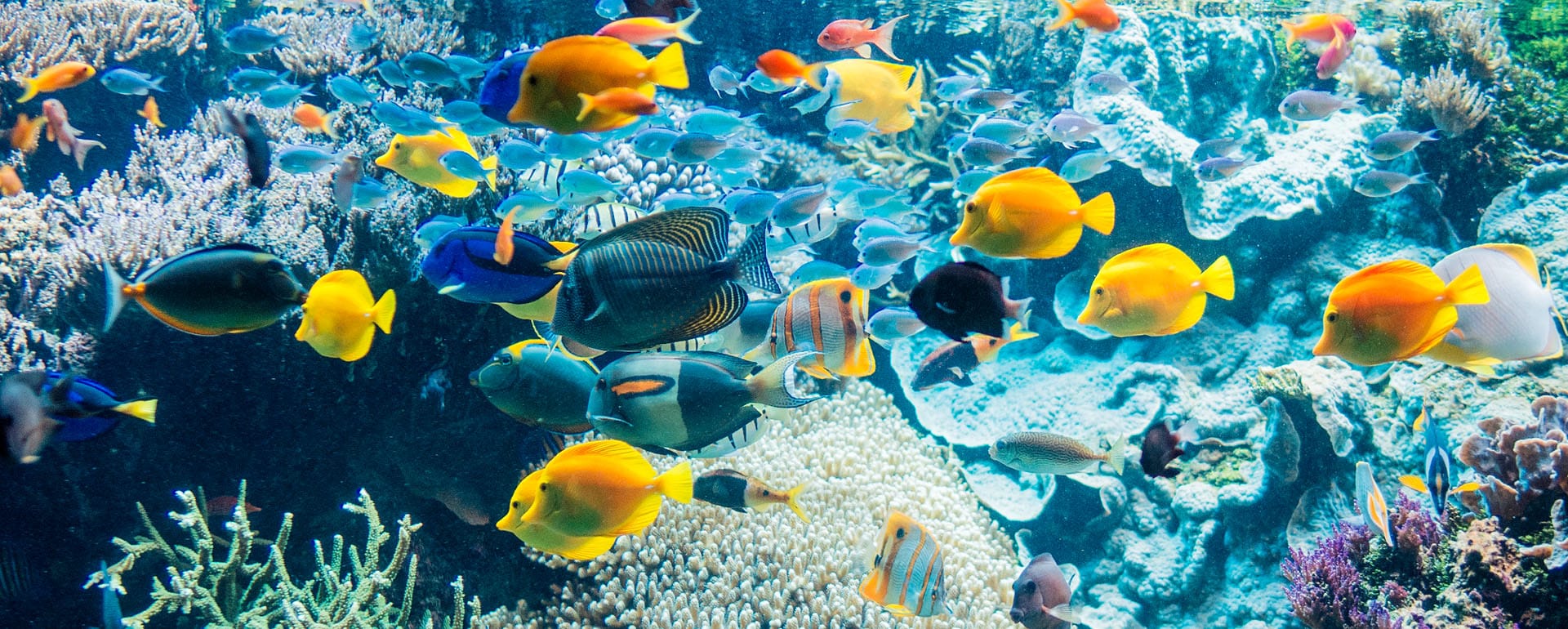 L'aquarium des poissons du pavillon tropical à Océanopolis