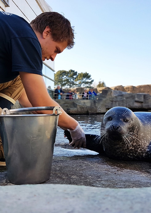 Caring for a calf seal