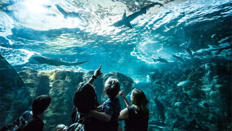 Aquarium des requins à Océanopolis